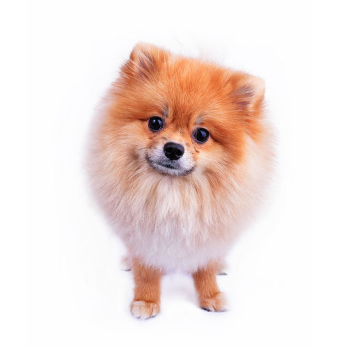 犬も大好きなバナナの与え方は?