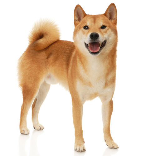中型犬にバナナを与える際のおおよその量