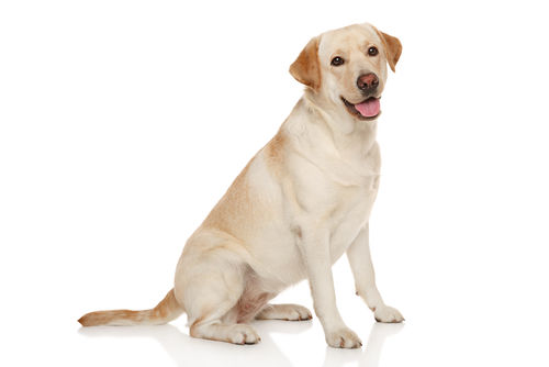 大型犬にバナナを与える際のおおよその量