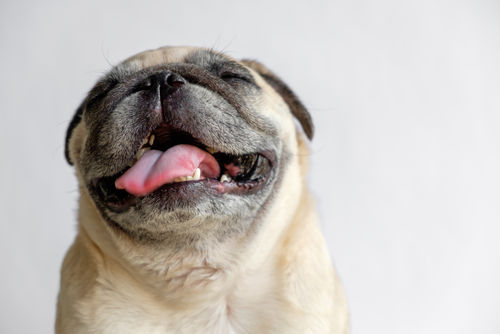 犬が里芋を食べても大丈夫!