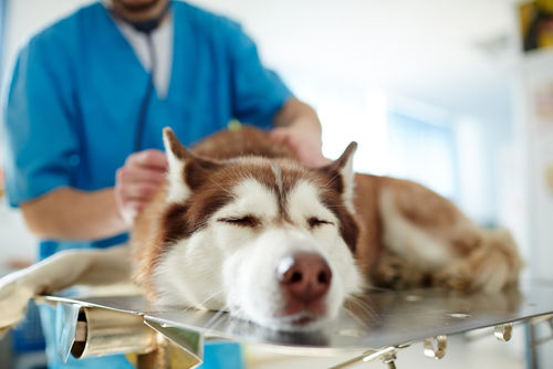 愛犬に里芋を与える際は、シュウ酸の過剰摂取による尿路結石症に注意!