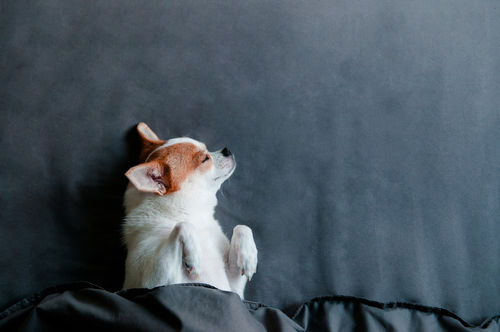 犬にとって「尿路結石症」は非常に怖い病気!