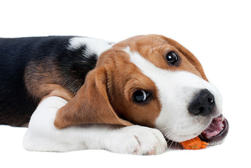 【獣医師監修】愛犬がにんじんを食べても大丈夫?「生」にんじんや「ネギ類」に要注意!