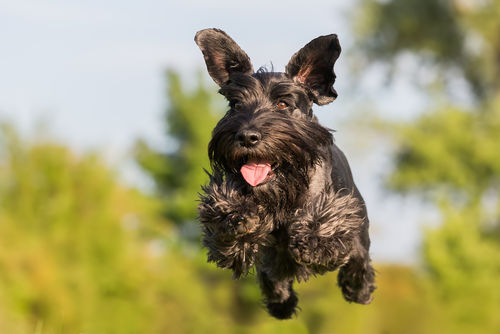 シュナウザーの歴史~ネズミ獲りが得意な犬種!