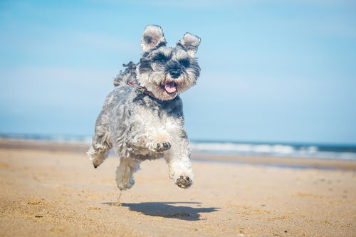 シュナウザーの飼い方のコツ~規則正しい生活を!