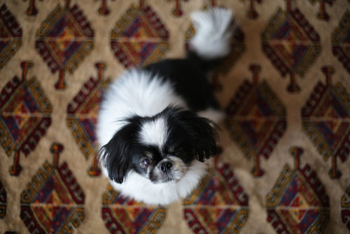 狆(チン)の飼い方~完全なる室内飼いの犬