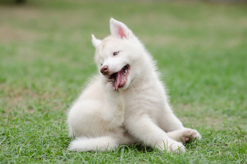 犬の蕎麦アレルギーは大丈夫?