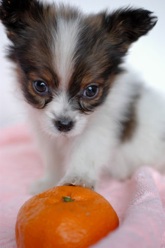 犬がみかんを食べても大丈夫!薄皮や白い筋は?