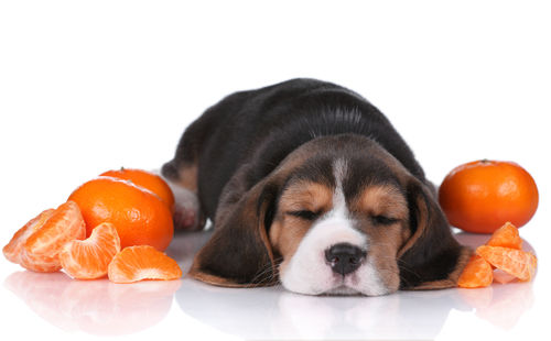 愛犬に与えるみかんの栄養素は?