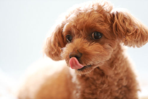 愛犬にごぼうを与える際の注意点と適量は?