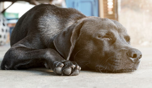 犬がどれくらいの量のネギを食べたら中毒症状を起こす?