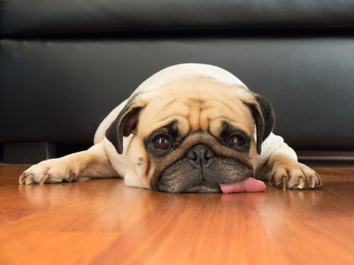 犬がネギ中毒になった場合の症状は?