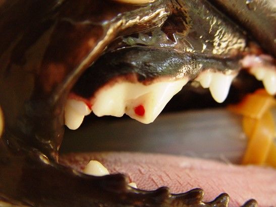 犬の歯が折れた(破折)【考えられる原因・病気は?】