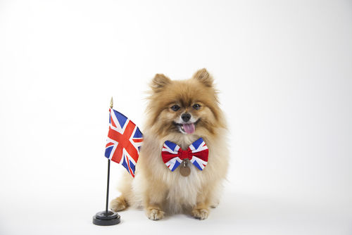 イギリスとポメラニアン
