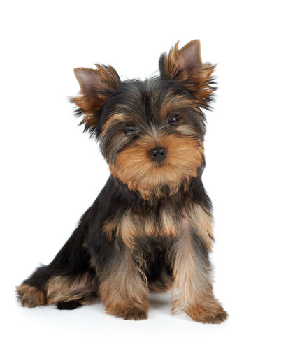 ヨークシャーテリアの子犬