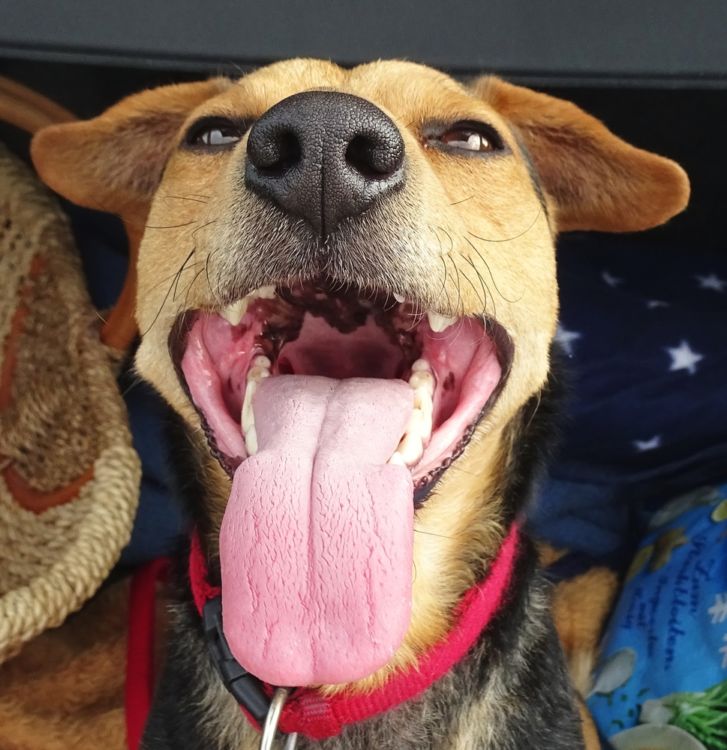 犬の口内炎