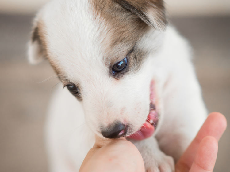 子犬の歯の生え代わり