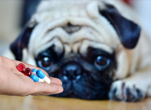 犬にとって「医薬品(薬)」は毒性があるので注意!