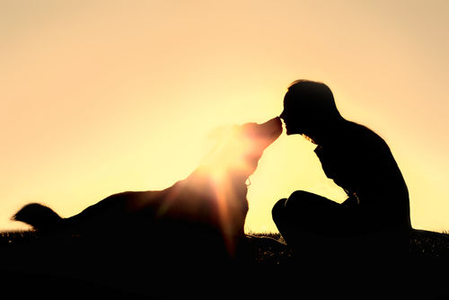 犬に与える「鯖」のまとめ