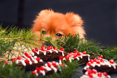 犬がチョコレートを食べても大丈夫?中毒症状の原因は?
