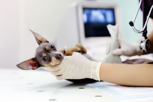 犬がチョコレートを食べて中毒を起こした場合の症状は?