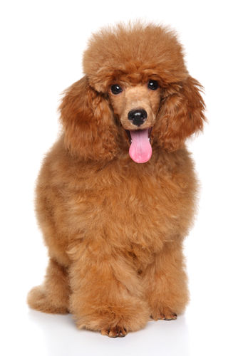 小型犬(6~10㎏)