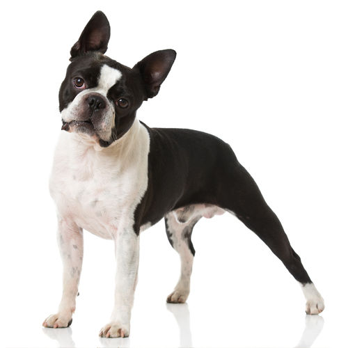 中型犬(11~20㎏)