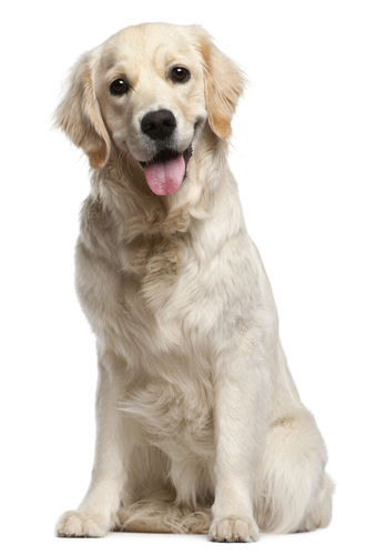 大型犬(21~40㎏)