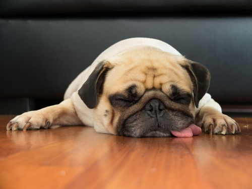 犬が玉ねぎで中毒を起こしたときの症状は?