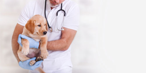 犬が玉ねぎを食べてしまったときの対処法!