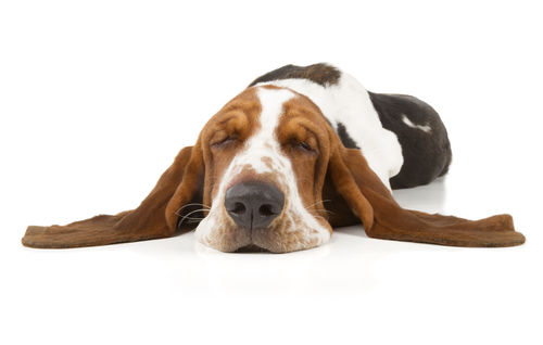 愛犬が塩分不足になってしまった場合の症状とは?