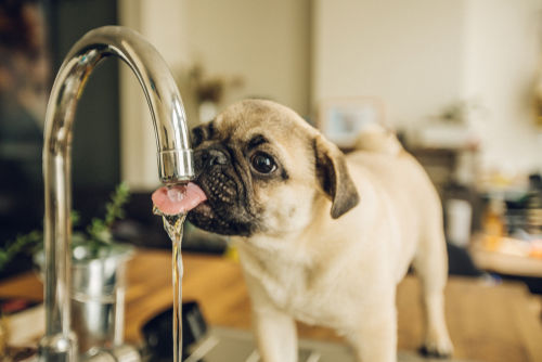 水を摂取するパグ