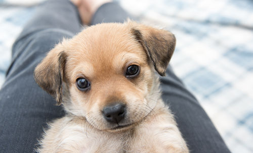 愛犬用の手作りご飯 ポイント③「愛犬の様子に注意!」
