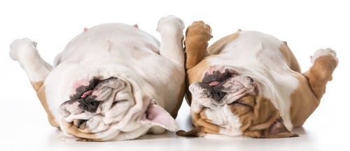 愛犬にニラを絶対に与えてはいけません!