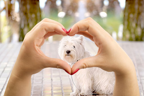 愛犬との幸せな生活
