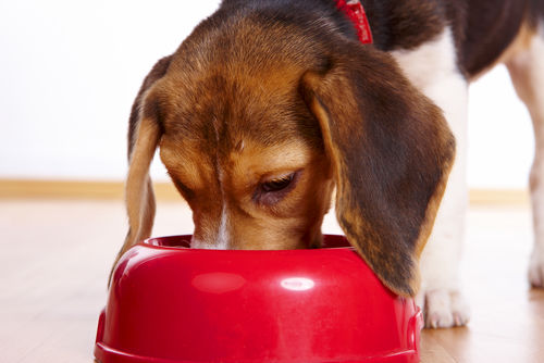 愛犬に与える手作りご飯の適量は?