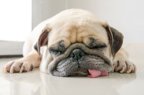 愛犬がご飯を食べない理由は?胃腸炎やウイルスが原因!?