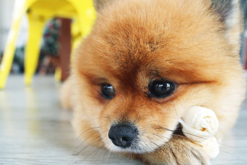 【獣医師監修】犬用ガムの選び方とポイント!与え方と誤飲や丸呑みした場合の対処法は!?