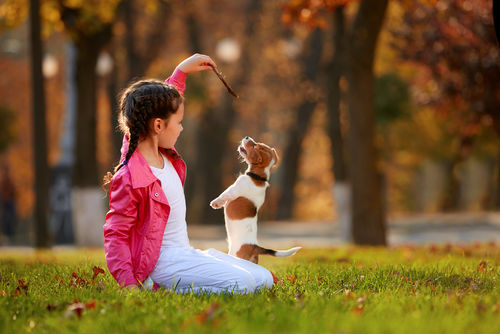 愛犬との楽しい生活