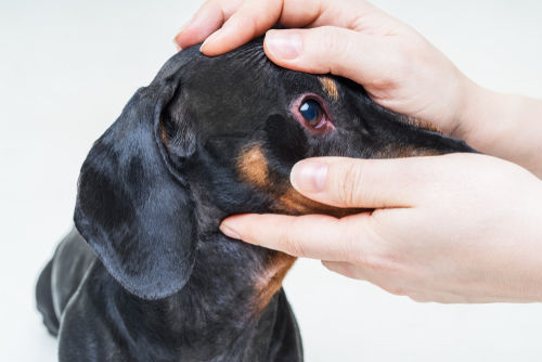 犬のマイボーム腺炎(麦粒腫、霰粒腫)