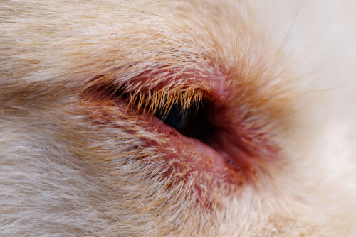犬の異所性睫毛