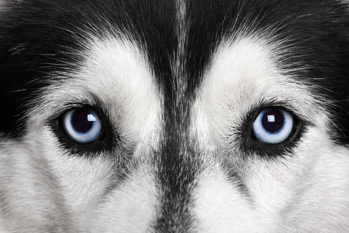 犬の角膜炎