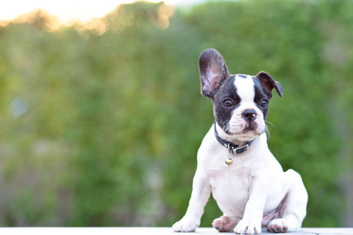 フレンチ・ブルドッグの歴史~フランスで改良された犬