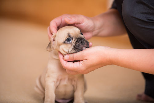 フレンチ・ブルドッグの「飼い方」~しつけはしっかり愛情込めて