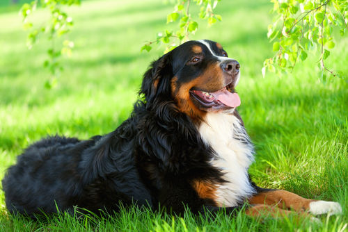 【獣医師監修】バーニーズ・マウンテン・ドッグの飼い方「家庭犬として優秀な性格!」