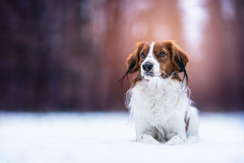 <コーイケルホンディエ>歴史やカラダ・性格などの特徴【JAHA家庭犬しつけインストラクター監修】