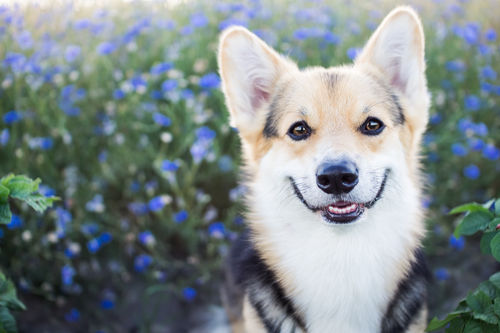 <ウェルシュ・コーギー・ペンブローク>歴史・性格・特徴【JAHA家庭犬しつけインストラクター監修】