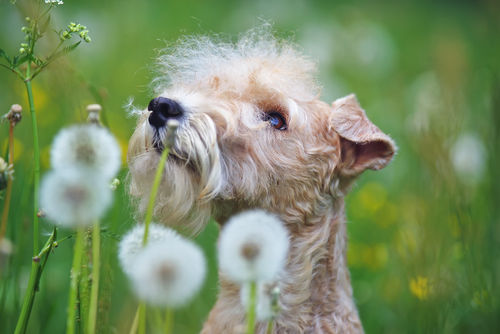 <レークランド・テリア>歴史やカラダ・性格などの特徴【JAHA家庭犬しつけインストラクター監修】