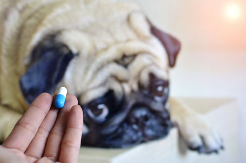 犬の歯の「内側」の原因②【薬物の影響】