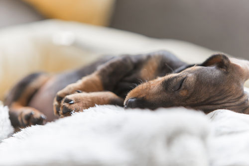 ディステンバ―になった子犬